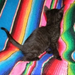 Savannah F-6B Black on Black female kitten for sale
