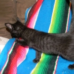 Savannah F-6B Black on Black female kitten for sale