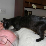 Savannah F-6B Black on Black female kitten for sale