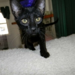 Savannah F-6B Black on Black female kitten for sale