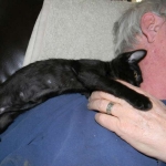 Savannah F-6B Black on Black female kitten for sale