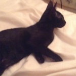 Jynx, Savannah, Black Smoke, female.jpg