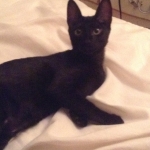Jynx, Savannah Black Smoke female.jpg