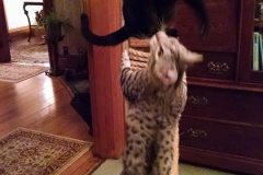 Rajah Savannah F-6B Black on Black female DOB 7-11-14