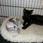 Mau Osiris, Egyptian Mau, dark 004-800