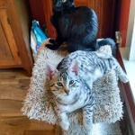 Osiris, Egyptian Mau and Raja, Savannah, 12-14