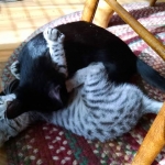 Osiris, Egyptian Mau, and Rajah, Savannah, 2