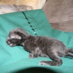 Savannah F-6B Black on Black female DOB 7-11-14 005-800