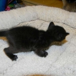 Savannah F-6B Black on Black female DOB 7-11-14 009-800