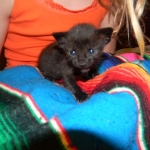 Savannah F-6B Black on Black female DOB 7-11-14 013-800