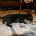 Savannah F-6B Black on Black female DOB 7-11-14 015-800