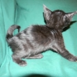 Savannah F-6B Black on Black female DOB 7-11-14 029