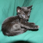 Savannah F-6B Black on Black female DOB 7-11-14 035