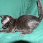 Savannah F-6B Black on Black female DOB 7-11-14 037