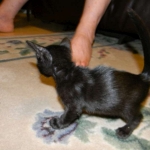 Savannah F-6B Black on Black female DOB 7-11-14 040-800