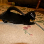 Savannah F-6B Black on Black female DOB 7-11-14 042-800