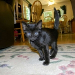 Savannah F-6B Black on Black female DOB 7-11-14 045-800