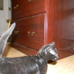 Savannah F-6B Black on Black female DOB 7-11-14 053-800