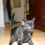 Savannah F-6B Black on Black female DOB 7-11-14 054-800