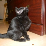 Savannah F-6B Black on Black female DOB 7-11-14 055-800