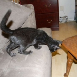 Savannah F-6B Black on Black female DOB 7-11-14 058-800