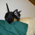 Savannah F-6B Black on Black female DOB 7-11-14 060-800