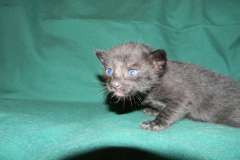 King Savannah F-6B Black/Melanistic Male DOB 4-2-15
