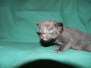 King Savannah F-6B Black/Melanistic Male DOB 4-2-15