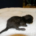 Savannah, F-6B Black on Black, DOB 4-2-15