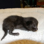 Savannah, F-6B Black on Black, DOB 4-2-15