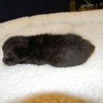 Savannah, F-6B Black on Black, DOB 4-2-15