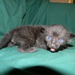 Savannah, F-6B Black on Black, DOB 4-2-15