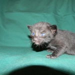 Savannah, F-6B Black on Black, DOB 4-2-15