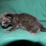 Savannah, F-6B Black on Black, DOB 4-2-15