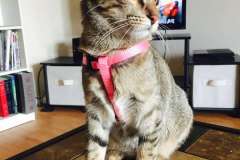 Tally Savannah F-6B Brown Spotted Female DOB 4-2-15