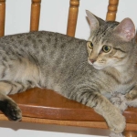 Tally, F-6B Brown Spotted female, Savannah, DOB 4-2-15