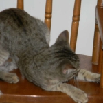 Tally, F-6B Brown Spotted female, Savannah, DOB 4-2-15