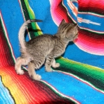 Tally, F-6B Brown Spotted female, Savannah, DOB 4-2-15