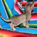 Tally, F-6B Brown Spotted female, Savannah, DOB 4-2-15