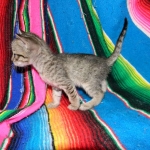 Tally, F-6B Brown Spotted female, Savannah, DOB 4-2-15