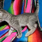 Tally, F-6B Brown Spotted female, Savannah, DOB 4-2-15