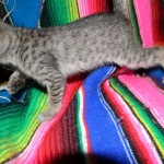 Tally, F-6B Brown Spotted female, Savannah, DOB 4-2-15