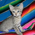 Tally, F-6B Brown Spotted female, Savannah, DOB 4-2-15