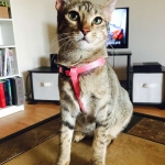 Tally, F-6B Brown Spotted female, Savannah, DOB 4-2-15