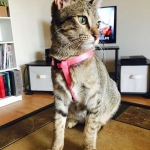 Tally, F-6B Brown Spotted female, Savannah, DOB 4-2-15