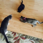 Tally, F-6B Brown Spotted female, Savannah, DOB 4-2-15