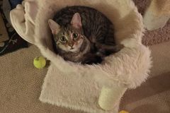 Annah Savannah F-6B Brown Spotted female DOB 7/8/15