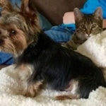 Annah Savannah F-6B Brown Spotted Female DOB 7/8/15