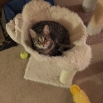 Annah Savannah F-6B Brown Spotted Female DOB 7/8/15