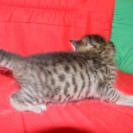 Savannah F-6B Brown Spotted Female DOB 7/8/15